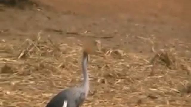 Сафари Рамат Ган Часть 18 Венценосные журавли