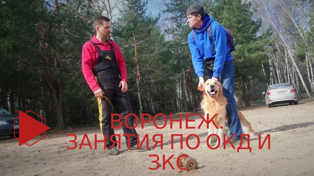 Отработка навыков послушания собаки в ОКД и ЗКС. (Воронеж. Инструктор Антон Музалев)