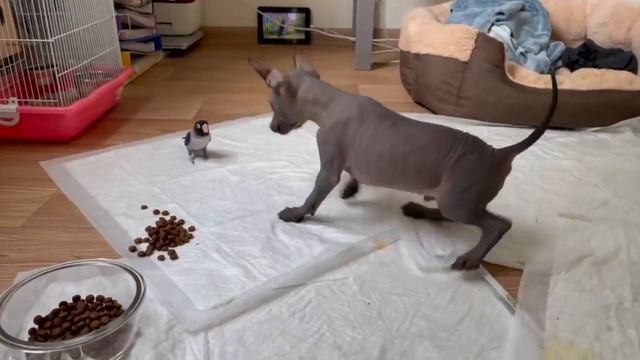 Драгоценное видео знакомства Вилли с Топой ☺️