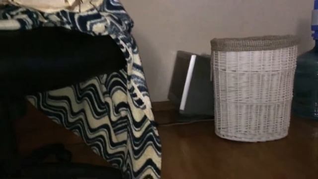 Шотландский кот после стрижки теперь не любит украшений, и кошка  теперь его тоже пока не любит)))