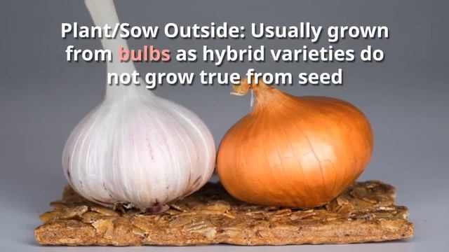 Allium Growing Guide (Garlic, Onion) - All You Need To Know To Get Started -  By Gardener's HQ