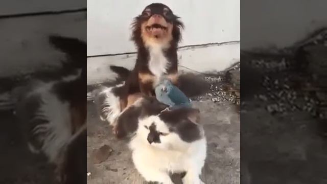 Собака на птице а птица на  кошке