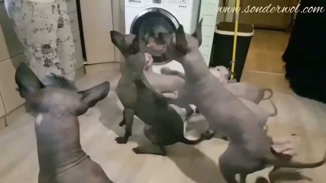 ПРОДАЖА КСОЛО/ XOLO FOR SALE