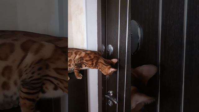кот бенгальский Лео Дикий