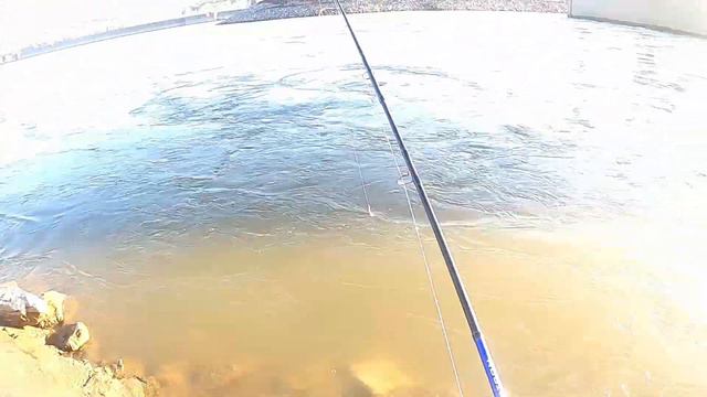 FISHING  WHITE BASS  HYBRID STRIPED BASS. Рыбалка страйпер бас и неплохая селедка. ХОРОШИЙ УЛОВ