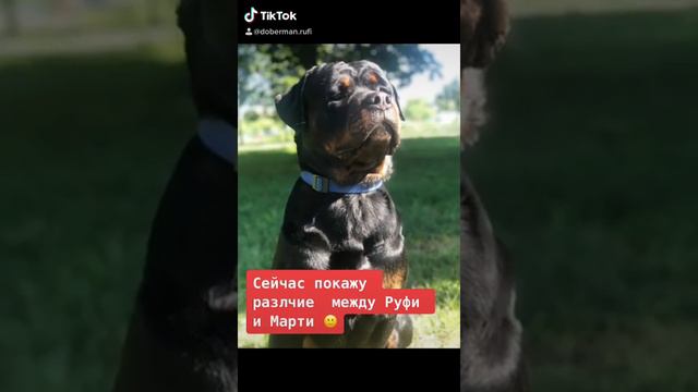 Доберман и ротвейлер, различия🤪😂