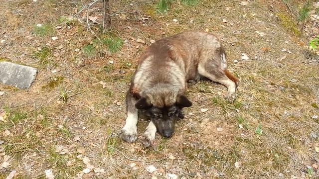 Об истории своей я расскажу, помечтаю и на друга погляжу. Макс фон Кёниг
