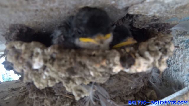 Swallow's Nest / Птенцы ласточки, Ласточкино гнездо дома