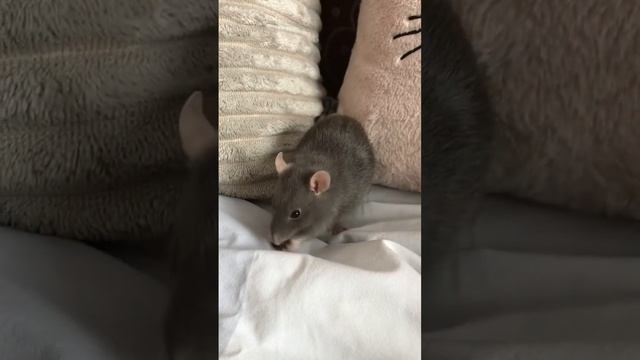 Почему от крысы воняет?