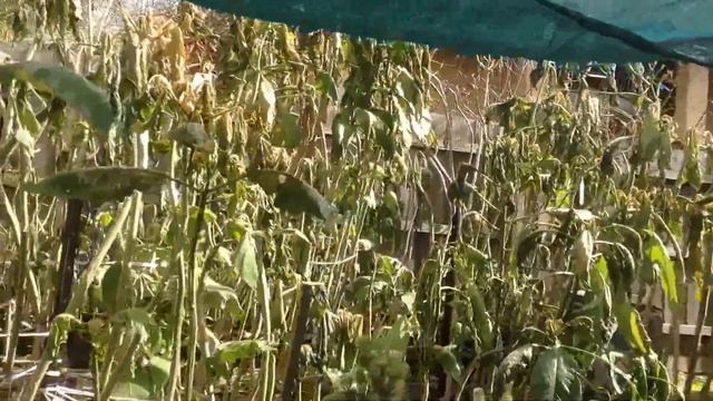Brugmansia Garden     Chirnside Park