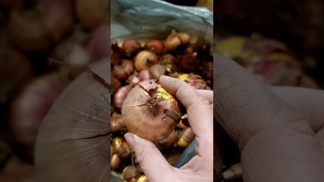 Как хранить луковицы гладиолусов