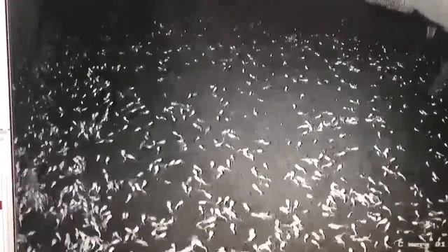 АкваПром: Клариевый сом, малек