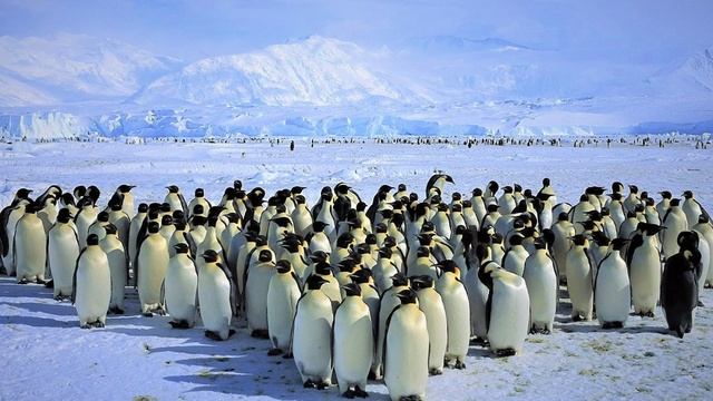 Vangelis. Theme From Antarctica (Remastered)