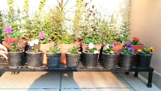 Winter Garden Set Up || Arranging Petunia And Pansy
