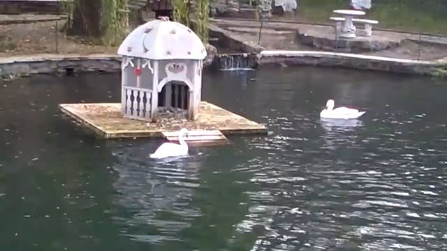 Лебеди подарили новый взлет...! ))  осенние тайны...