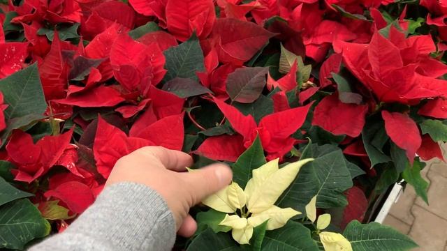 61acfd15615a809c293ba99a92324a32