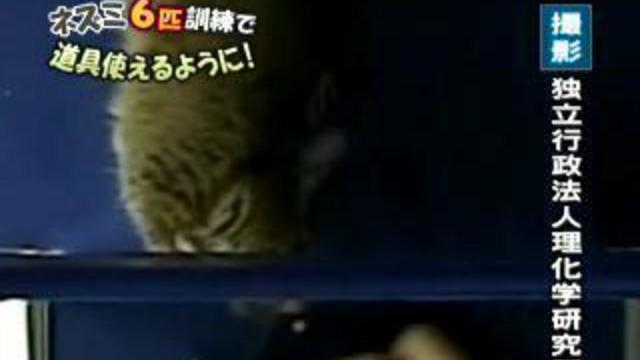 Дегу (крыса) использует палочки для еды