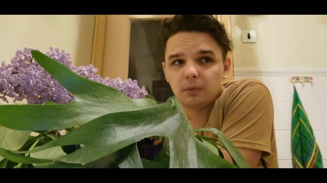 Болталка/Ответы на ваши вопросы/ Простите за фокус Камере понравился Платицериум.