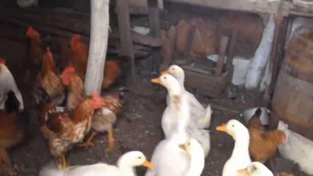 АНОМАЛИЯ ДЛЯ КУБАНИ__ ЗИМА НАСТУПИЛА ВНЕЗАПНО