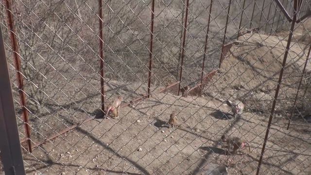 Люськина мать толкает малыша! Гамадрилы ВЫТРЯСЛИ все угощения! Позолотила ручку! Тайган