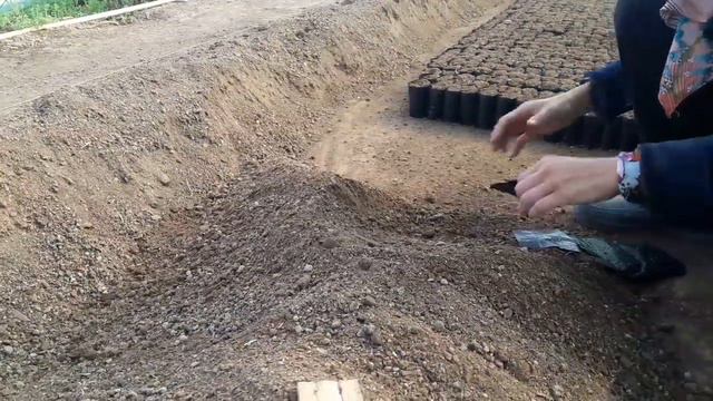 Подготовка к посеву Катарантусов. Шаг 2. Набиваем стаканчики. Размер 9×10. СОРТ КАТАРАНТУСОВ PanA X