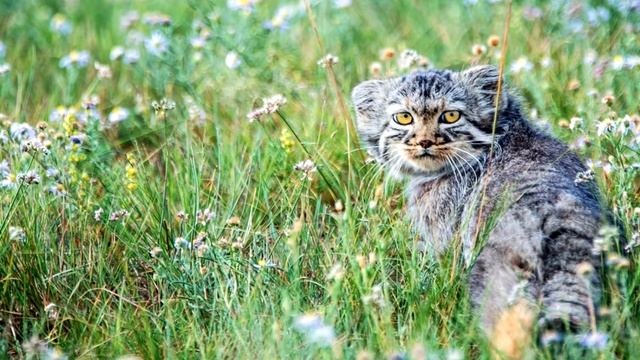 Уголок природы: Манул или Палласов кот