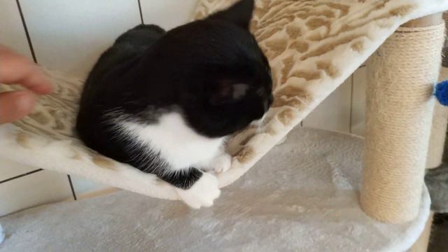 Котик мурлыка