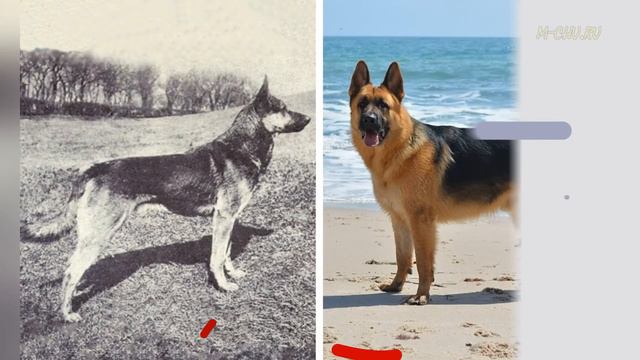 15 сравнений того, какими разные породы собак были более 100 лет назад, и как они выглядят сейчас