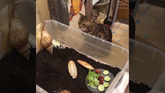 Romashist про улитят и кладку ахатинских улиток