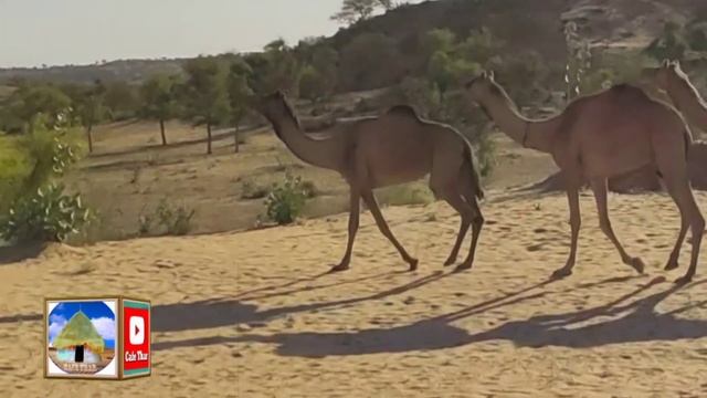Camel Group Is Running To Submersible Water Pumping Station To Drink Water || Thirsty Camels