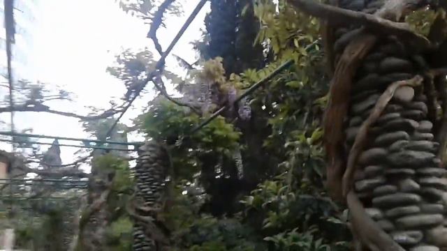 Глициния цветёт.