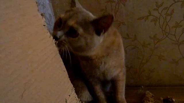 Китти грызёт упаковочную коробку