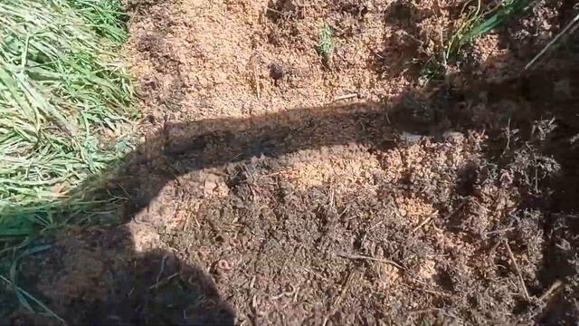 Минивермиферма. Черви и отруби.