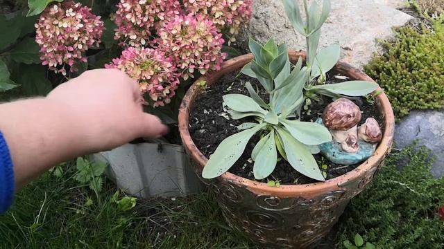 ЦВЕТЫ  в кашпо сажать которые НЕ БУДУ в следующем сезоне