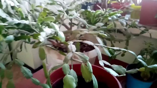 Обзор моих растений на кухне. Часть 2.