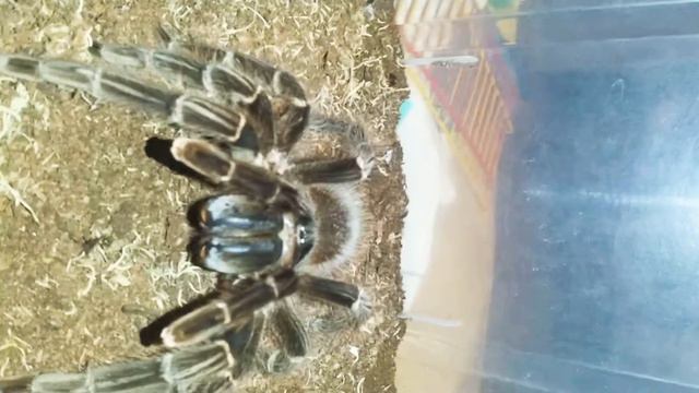 Самка LASIODORA PARACHYBANA демонстрирует ХАРАКТЕР