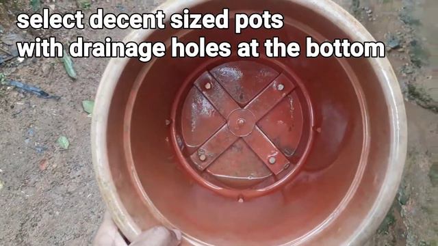 How To Grow An Endless Supply Of Ginger Indoors