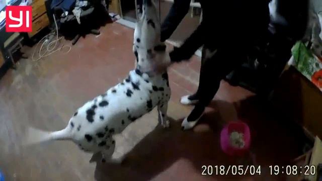 Улыбка Маранти для вас