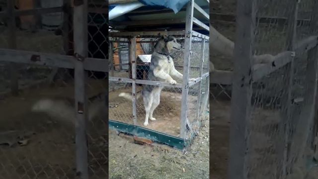 Вольер для хаски/Husky Aviary