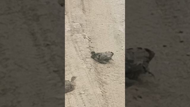 VID20220722163034.mp4