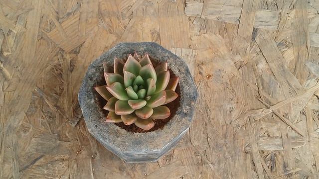 || ECHEVERIA PSYCHE || CARE TIPS ||