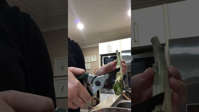 Propagating Brugmansia From Cuttings