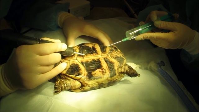 Среднеазиатская черепаха, цистоскопия, пластональная целиотомия.