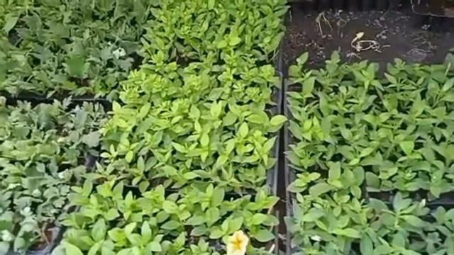 Ла -ла -ла -ла -ла! Жара! Июль! Черенки ампельных петуний укоренились!