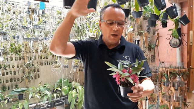 Cultivo Dendrobium Hibiki