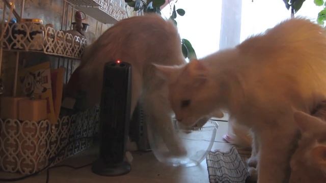 Кошка хочет копать.Cat Wants To Dig.