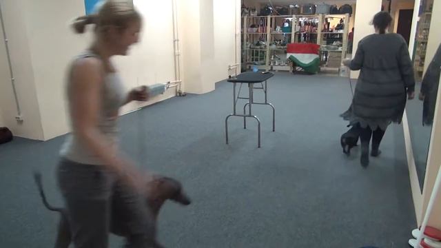 Юки Вайнона у хендлера Xoloitzcuintli, Xoloitzcuintle, Xoloitzquintle,ксоло