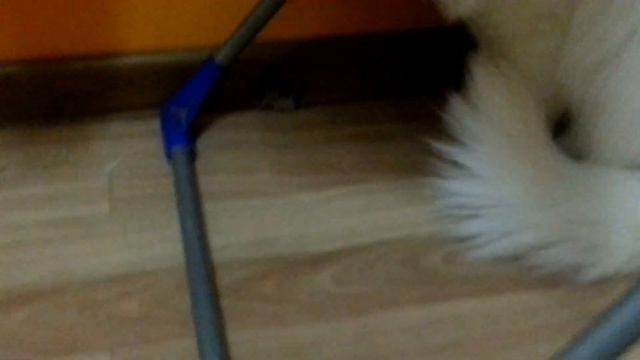 Кот и мышь. Кто кого???