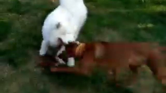 самоед Бай и риджбек Аби играют в белку