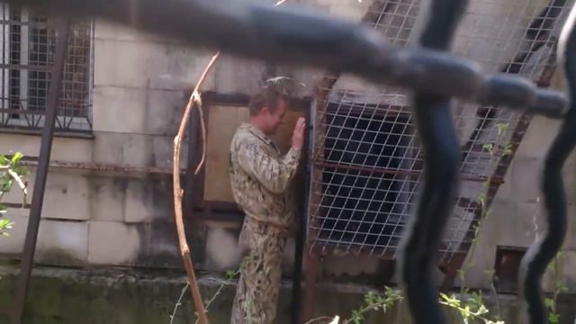 Перемещение шимпанзе в новый вольер в Тайгане